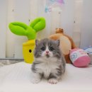 참사랑 동물병원 | 고양시고양이분양, 믿음직한 요미캣에서 새 가족 맞이했어요!