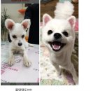 안녕댕댕쓰 이미지