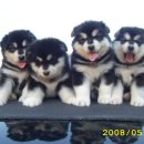 초곡1리 이미지