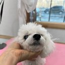 바멍샵 이미지