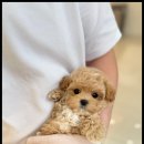 아이러브강아지 이미지