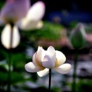 연꽃유치원 이미지