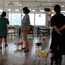 도그파우 이미지