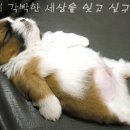 아 이미지