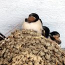 제비식당 이미지