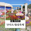 주식회사 문화셀프랜드 | 5월 용인 에버랜드 주말(튤립 축제, 산리오, 공연 정보, 문 라이트, 불꽃쇼)후기