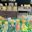 구야네 애견샵 | 여행 / [유후인 카페] 마메 시바 카페 / 시바견 카페 / 유후인 플로랄빌리지 / 동구리노모리(토토로샵)