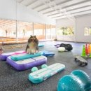 밸런스독 이미지