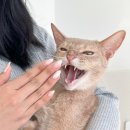 해밀동물의료센터