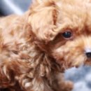 제주 애견 아가야 이미지