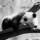 몽이냥이 이미지