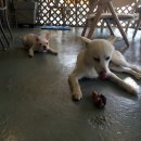 오키도기 이미지