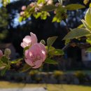 안목있는 춘향 이미지