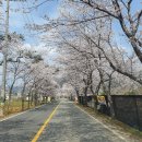 벚꽃길주유소 이미지