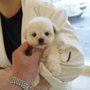 퍼피라이프 | 🐶 인천 강아지분양 홍스퍼피 방문 후기 🐾