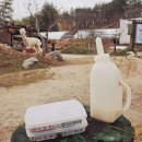 사천농장 | 대관령아기동물농장 [강릉 사천여행 추천]