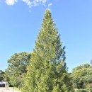 금송목재 이미지