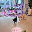 안녕 강아지 | 갈마동 애견미용 안녕애기 봄맞이 강아지 미용 후기 스트레스 없이 편하게 맡긴 곳