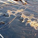 두꺼비섬 이미지