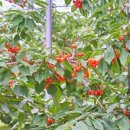 청하농장 이미지