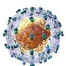 C형간염 (Hepatitis C) 증상과 치료 이미지