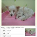 멍이사랑 Daum카페