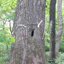 성황림마을 이미지