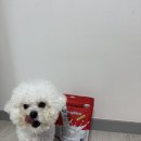 이지덴탈 | ✨강아지덴탈껌 A2이지츄 도그시그널 덴탈껌 솔직후기 🦷🪥✨