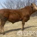 전북특별자치도 축산연구소 민주신문