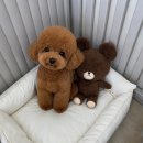 하늘마음미용용품점 | 🐶 천안 반려동물미용 메리몽｜1:1 프리미엄 케어에 누릉지도 반한 솔직후기 🤍 🐾
