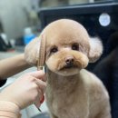 The dog 애견미용샵 네이버블로그