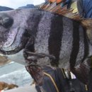 남경미락 이미지