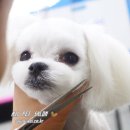 아지펫살롱 이미지