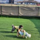 우당탕탕 사고뭉치 | 구룡동애견유치원 우당탕탕 애견 유치원 체험기