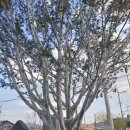 백송세탁소 이미지