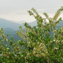 동구밖과수원길 이미지