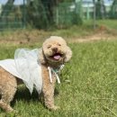 올레애견펜션 | 포항애견동반펜션 🐶 포항 올레애견펜션에서 강아지와 힐링여행💚