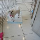 성내동물병원 이미지