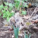 꽃, 이어라 이미지