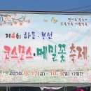 하동 북천 코스모스.메밀꽃 축제//사진 ─ 비탈길 님 이미지