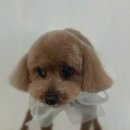 즐거운 애견미용 이미지