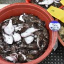 연안아구 이미지