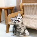 미오미오 고양이분양 이미지