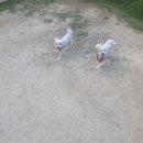 꼬리살랑 이미지