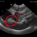 모코동물의료센터 이미지