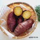진영팜