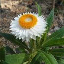 로단테(Rhodanthe) 이미지