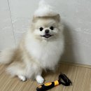 리홈 - 제주시 구남동1길 2 | 강아지빗 추천 포메 죽은털 관리 리브리홈 댕냥브러쉬 후기