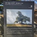 부여(임천)-15 | [부여여행] 성흥산 사랑나무, 성흥산성 여행정보