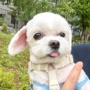 강아지를 부탁해 | (강아지 옷) 투스투스 여름을 부탁해…! / 3벌구매 후기 / 오리 메쉬 민소매 / 코끼리 메쉬 민소매...